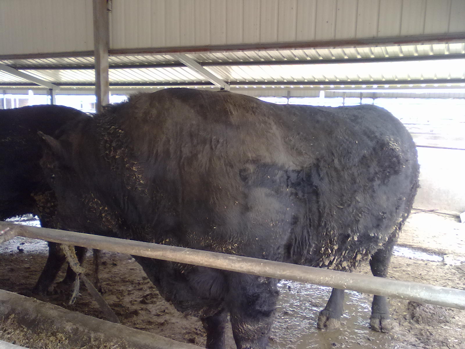 关于 秸杆煤气化炉 秸秆煤技术13623807350(图